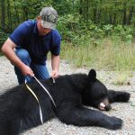 article image - 0628 bear